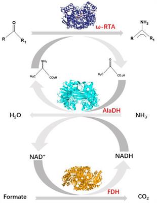 Peptide Bond Formation Between the Hetrosubunits of ω-Transaminase, Alanine Dehydrogenase, and Formate Dehydrogenase Through Subunit Splicing Promoted by Heterodimerization of Leucine Zipper Motifs